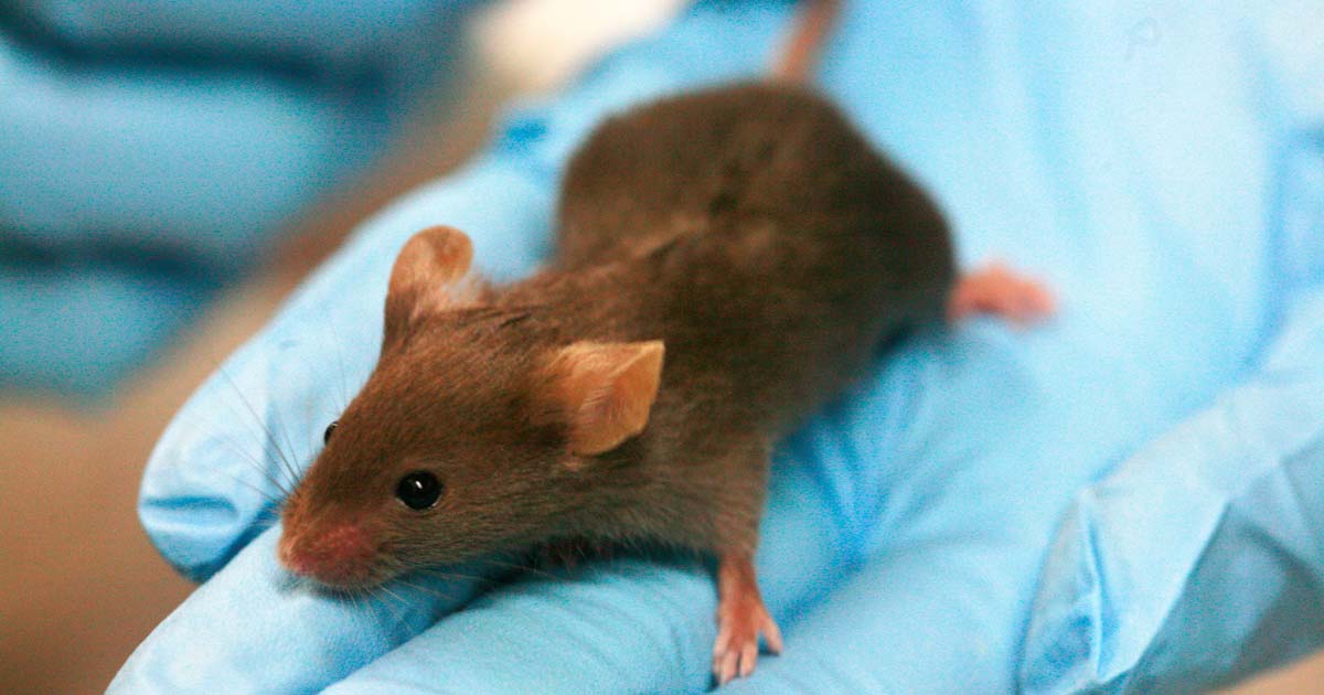 Subsidiation de la recherche pour lutter contre l'expérimentation animale