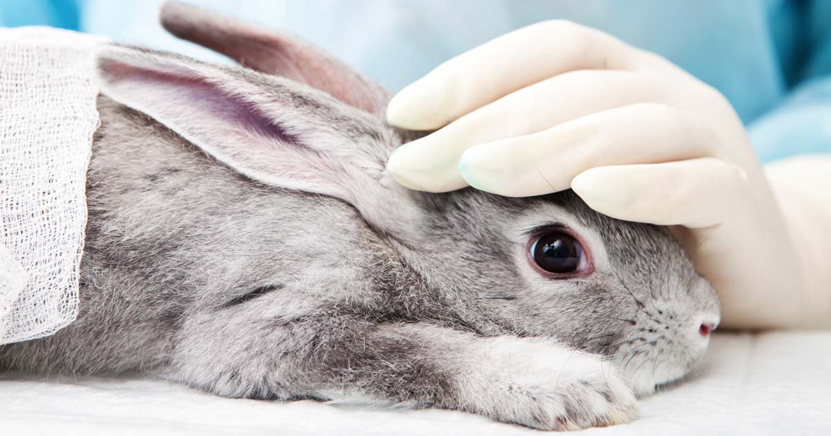 Het aantal dieren dat betrokken is bij dierproeven verminderen