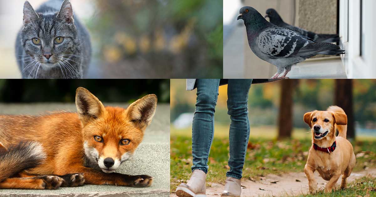 Katten, honden, duiven, vossen,… Houdt u van dieren in de stad?