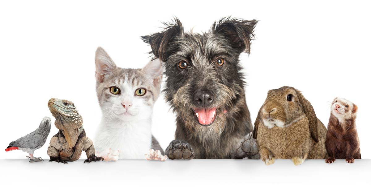 Chiens, chats et nouveaux animaux de compagnie - La Région bruxelloise augmente le budget bien-être animal