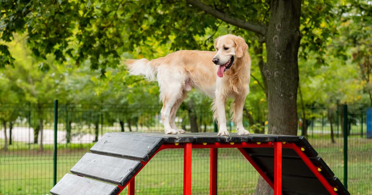 Pour le bien-être animal, les espaces de liberté pour chiens en ville sont importants.