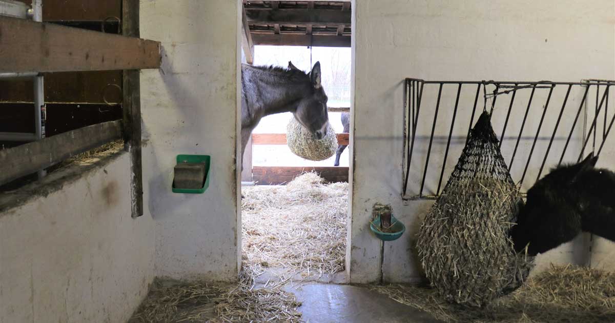 Box pour chevaux dans la ferme pédagogique Maximilien