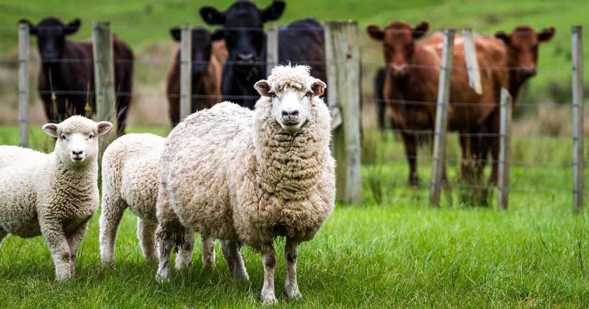 Moutons et vaches en prairie - illustration de l'article d'actualité portant sur l'abattage sans étourdissement en Région de Bruxelles-Capitale