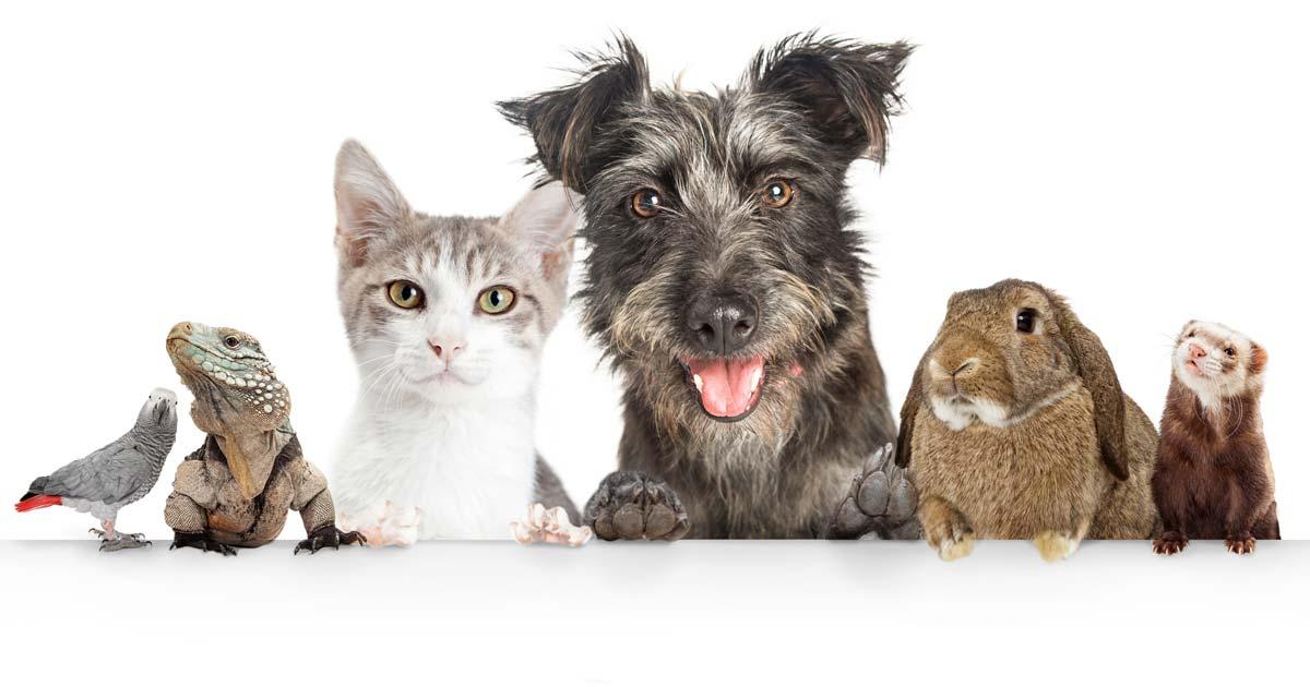 Foto met verschillende gezelschapsdieren: hond, kat, hamster, leguaan, vogel en konijn