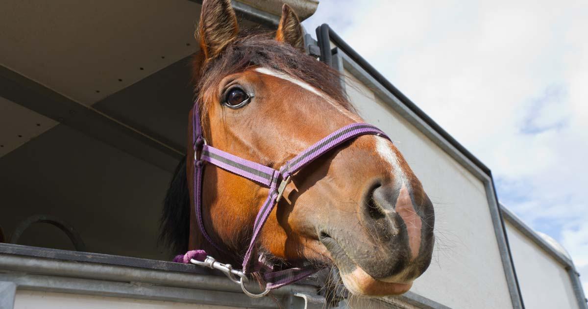 Foto van een paard klaar voor transport over de weg