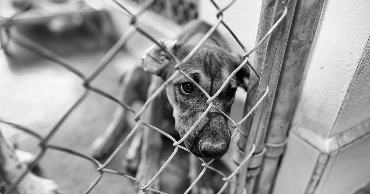 133 mishandelde dieren werden in 2023 in beslag genomen – Foto van een mishandelde en in beslag genomen hond.