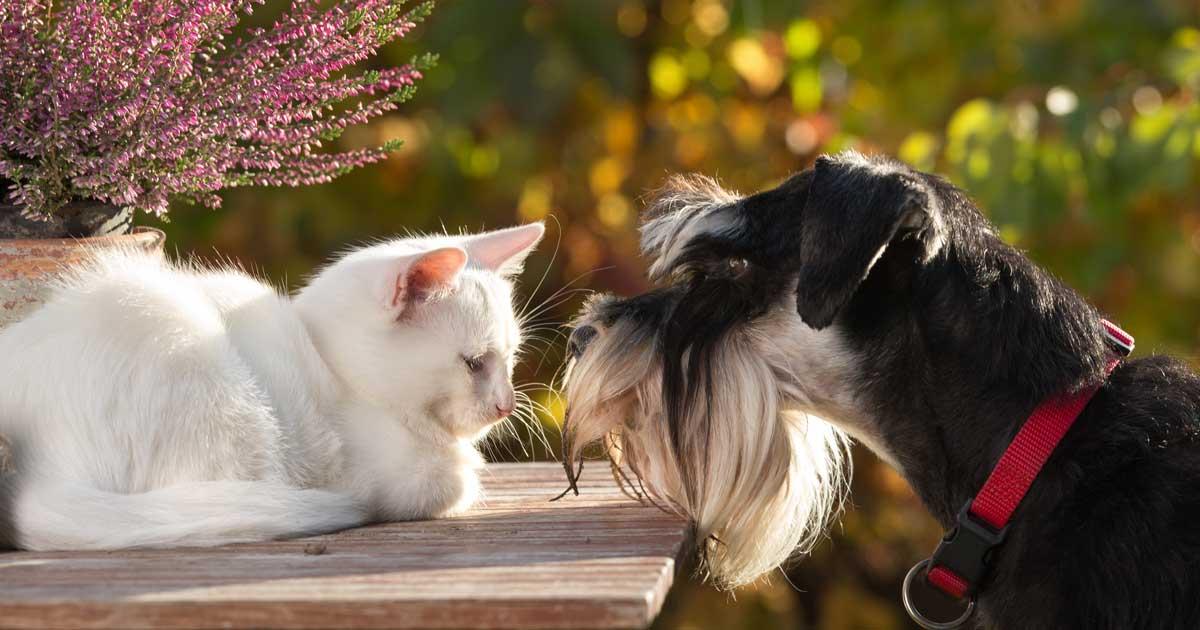 Brusselaars stellen honden en katten op prijs. Foto van een hond en een kat die elkaar aankijken.